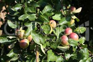 Green apples ripen on tree branches in Summer