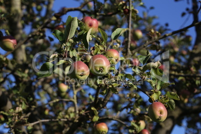 Green apples ripen on tree branches in Summer
