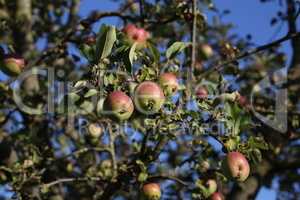 Green apples ripen on tree branches in Summer