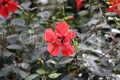 Flower of hibiscus and the green leaves