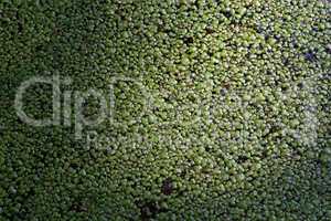 Duckweed on the pond in the forest