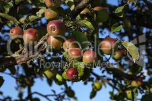 Green apples ripen on tree branches in Summer