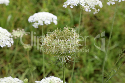 Close-up of a wild carrot growing between grass