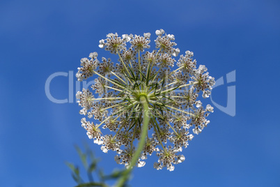 Close-up of wild carrots from below against sky