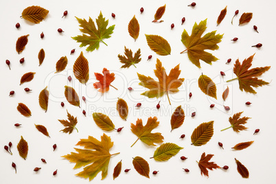 Flat Lay Of Many Various Colorful Autumn Leaf Texture.