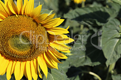 Yellow sunflower in a field on a green background