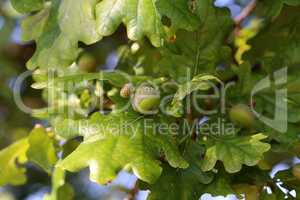 Oak branch with green leaves and acorns