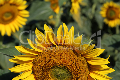 Yellow sunflower in a field on a green background