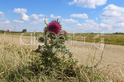 Flowering bush of the Thistle on the side of the road