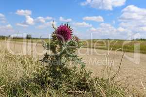 Flowering bush of the Thistle on the side of the road