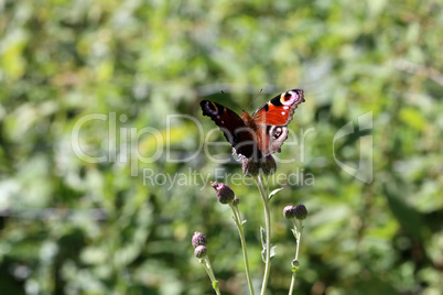 peacock butterfly sucks nectar on a flower