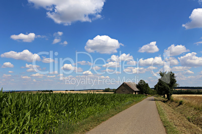 Summer landscape with cornfield and old barn