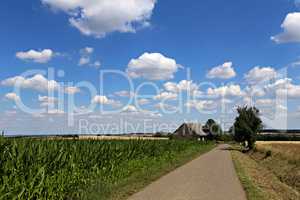 Summer landscape with cornfield and old barn