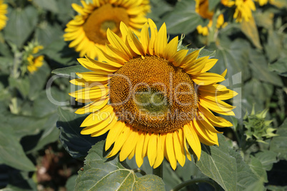 Yellow sunflower in a field on a green background
