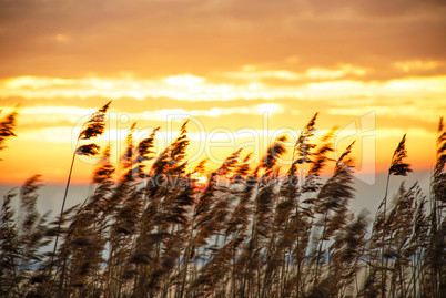Beach Grass At Sunrise Or Sunset, Beautiful Nature Background