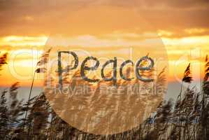 Beach Grass At Sunrise Or Sunset, Text Peace