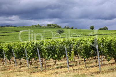 Weinberge in der Pfalz