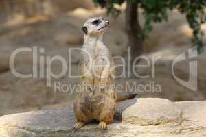 The meerkat stands on a stone and looks around