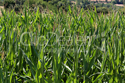 corn field have flowers crane view sun light