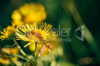 Beautiful yellow flowers.