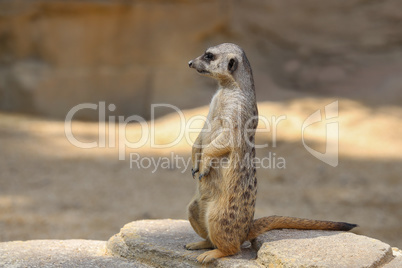 The meerkat stands on a stone and looks around
