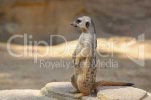 The meerkat stands on a stone and looks around