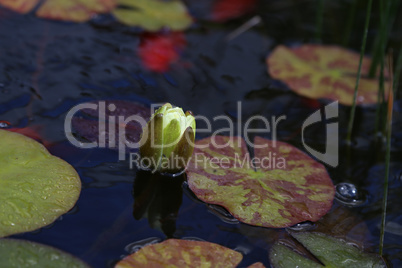 Beautiful yellow water lily or lotus flower