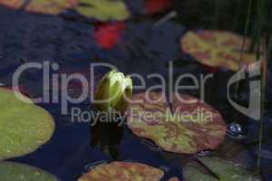 Beautiful yellow water lily or lotus flower