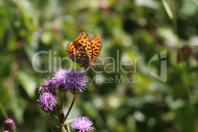 Beautiful butterfly sitting on flower in garden