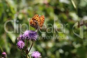 Beautiful butterfly sitting on flower in garden