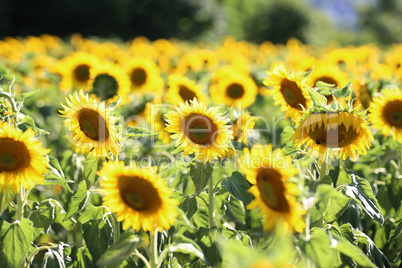 Yellow sunflower in a field on a green background