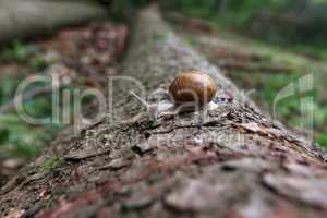 Snail crawls on fallen log in the forest