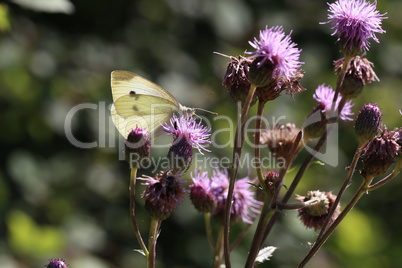 Beautiful butterfly sitting on flower in garden