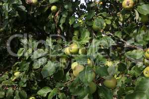 Green apples ripen on tree branches in Summer