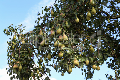 Green pears ripen on tree branches in summer