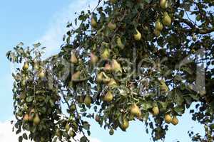 Green pears ripen on tree branches in summer