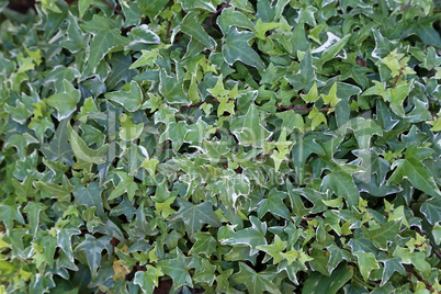 Wall of green ivy plant leaf for nature background