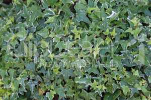 Wall of green ivy plant leaf for nature background