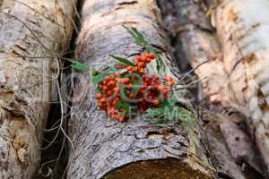 Twigs of red mountain ash lie on logs