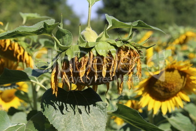 Yellow sunflower in a field on a green background