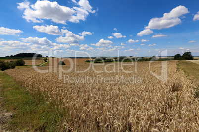 Summer landscape with wheat fields and blue sky