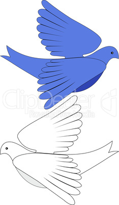 Blue and white dove