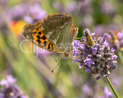 Kaisermantel auf einem Lavendel