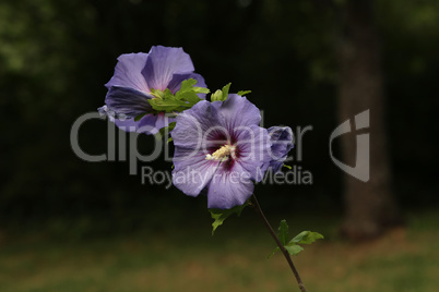 Beautiful purple flower blossomed in the garden