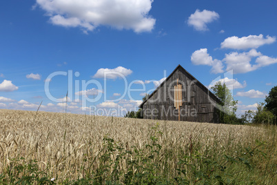 Summer landscape with barn and wheat field