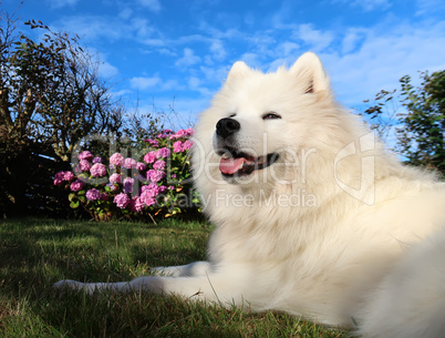 samoyed dog