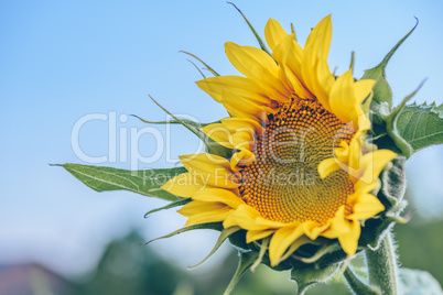 Single blooming sunflower