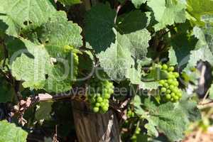 Green grapes ripen in summer in vineyards