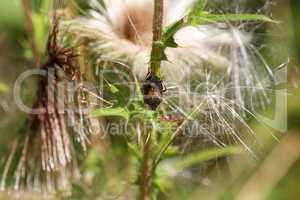 Brown marmorated stink bug on green leaves