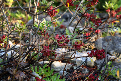 Red berries ripen on branches of shrubs